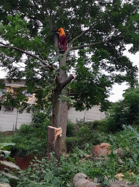 tree felling